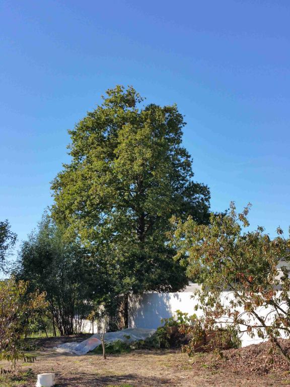 NidFrelon-ensemble-LaChapelleErdre-2015 (1)