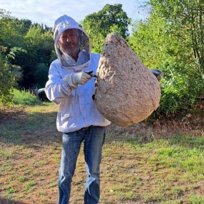 Le monstre capturé : un nid de frelon impressionnant