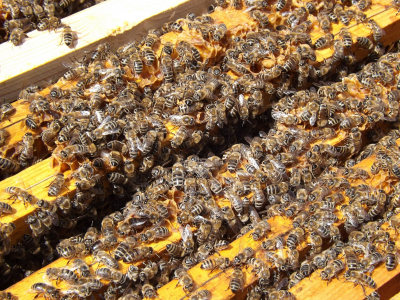 Abeillessurcadres800x600