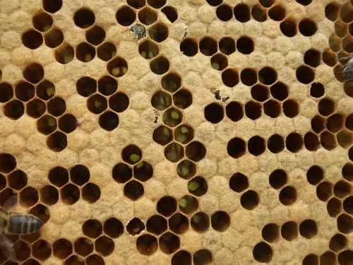 Cellulesdecouvainferme