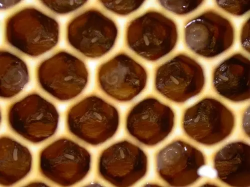 Cellulesoeufs