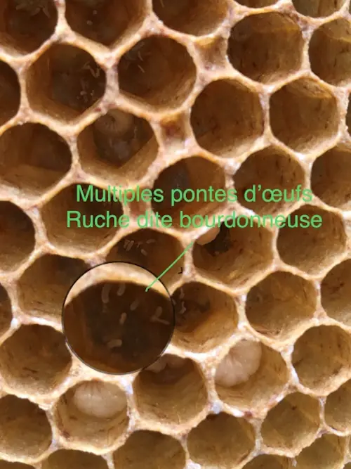 Ruchebourdoneuse 3