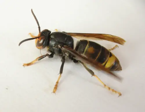 Vespa velutina